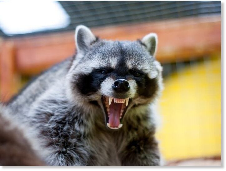 Click to enlarge racoon