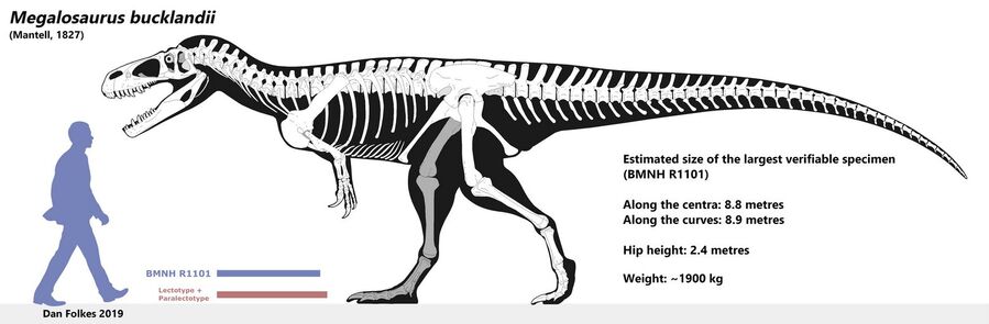 Megalosaurus bucklandii - skeletal