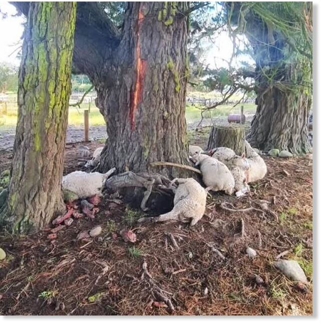Click to enlarge James McCormick sent a photo of the dead sheep under the cracked tree to the NZ Farming Facebook page.