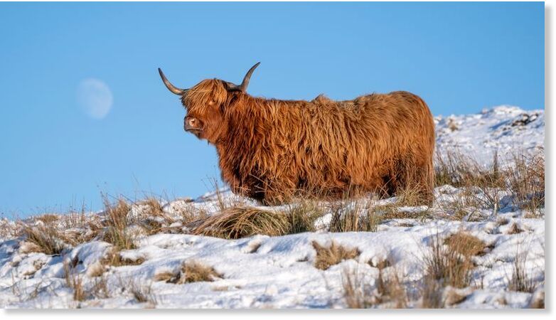A Highland cow grazing near Shotts, North Lanarkshire.