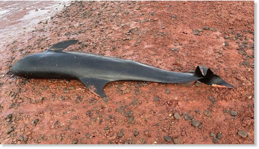 A beachgoer discovered three dead melon-headed whales.