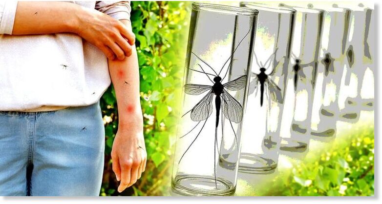 mosquito vaccine