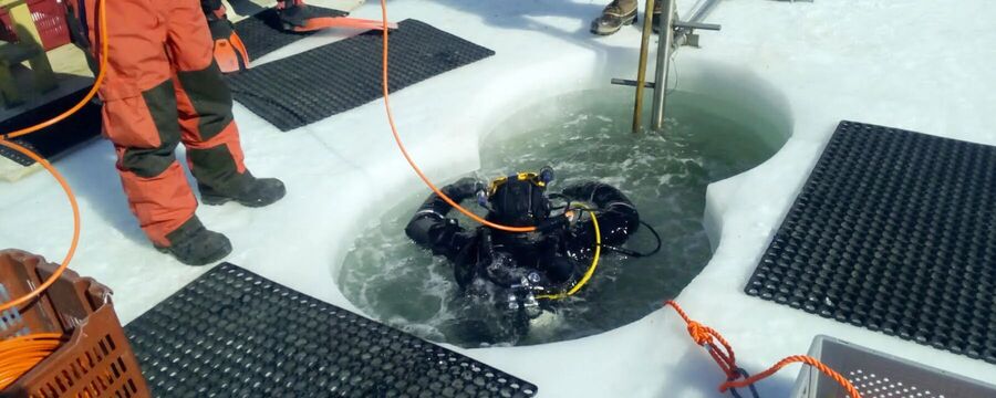 antarctica worm microbiome survive cold climate