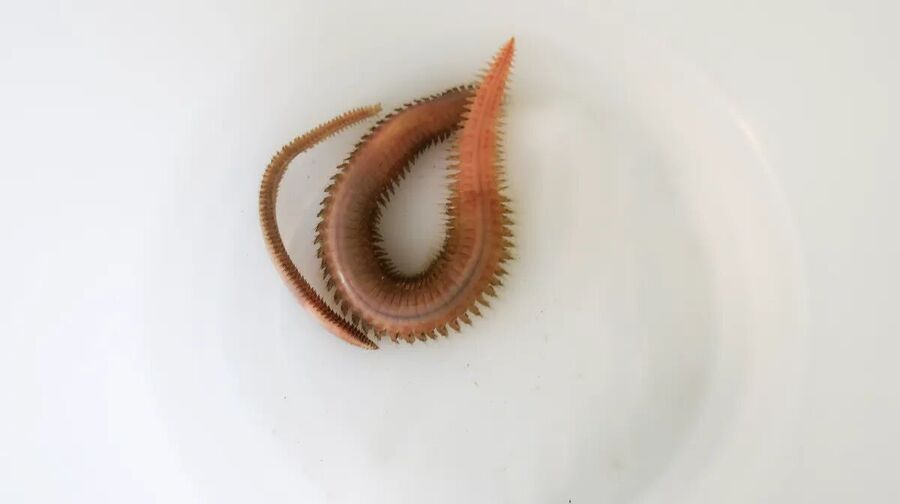 Click to enlarge antarctica worms microbiome cold climate adaptation