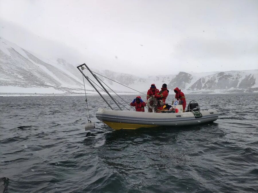 Click to enlarge antarctic expedition worms microbiome adapt cold climat