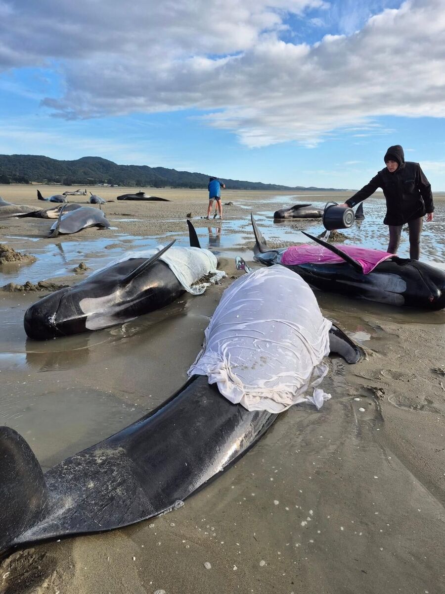 Project Jonah volunteers help stranded pilot whales at Golden Bay.