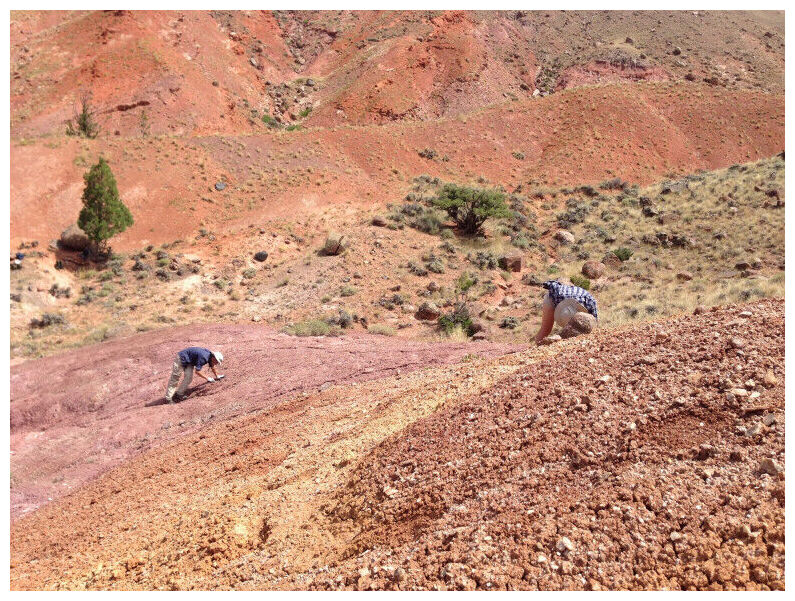Fossils Hunting Wyoming