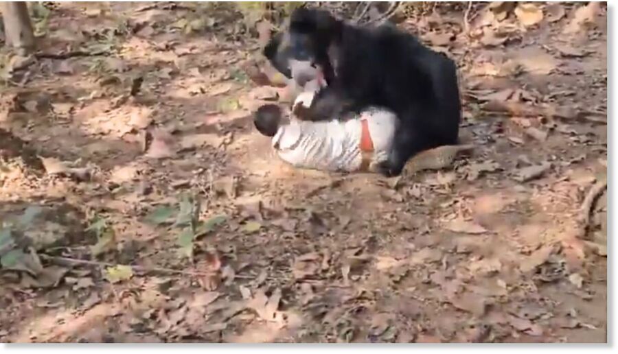Bear attack in Chhattisgarh's Korar Forest Range