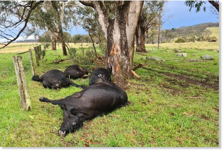 The cows were worth a considerable amount of money.