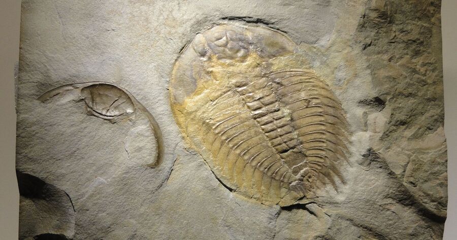 trilobite fossile cambrian explosion