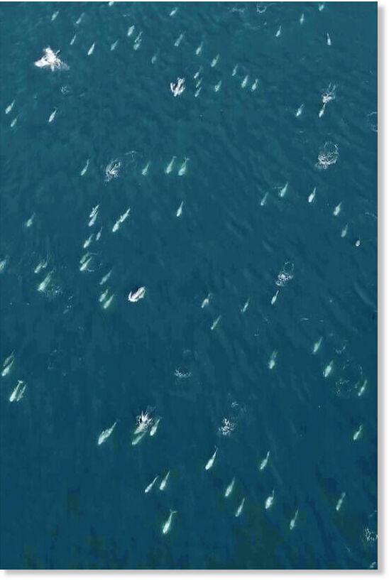 A cluster of dolphins swim across Carmel Bay on the central coast of California on Friday last week.