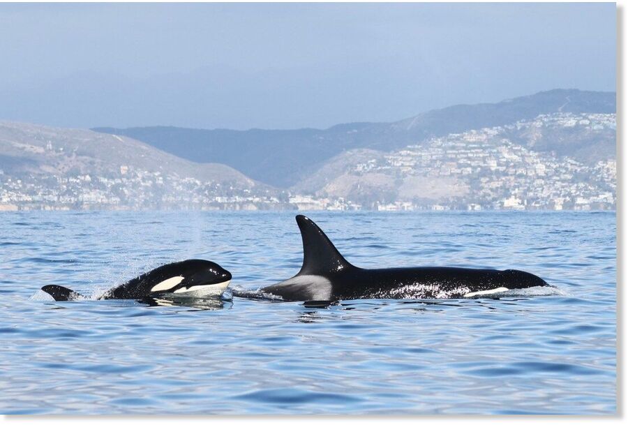 A pod of orcas showed up off Newport Beach on Jan. 30, 2025, a rare appearence for the group that has only been spotted a handful of times and never documented off Orange County’s coastline.