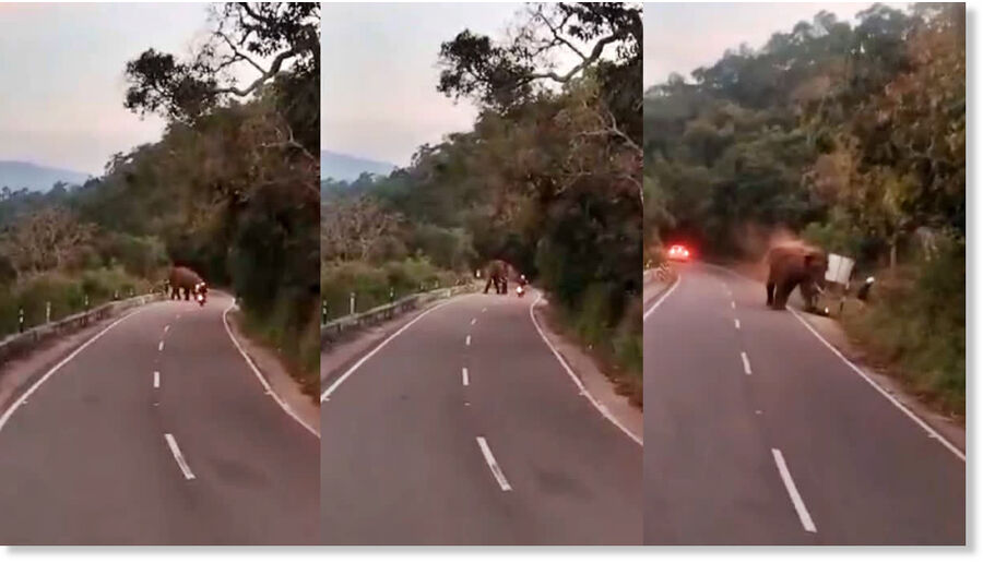 A screengrab collage of the video footage that captured the moments of the elephant attack.