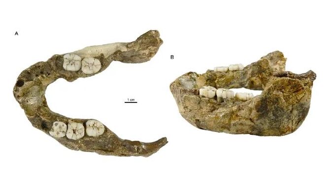 Jaw of the putative newfound species
