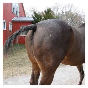 Rear of Horse