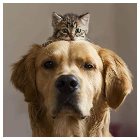 Cat and Dog