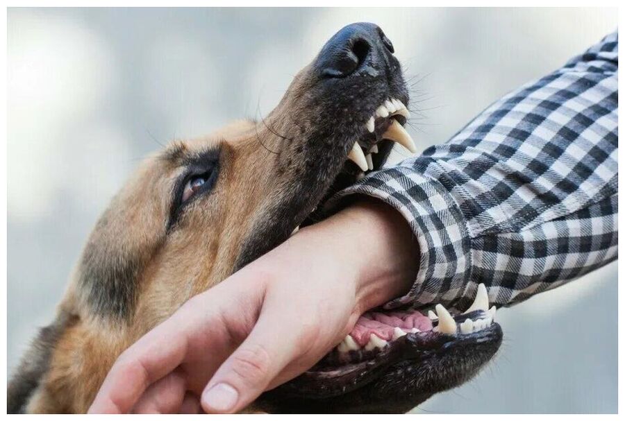 Dog bites Arm
