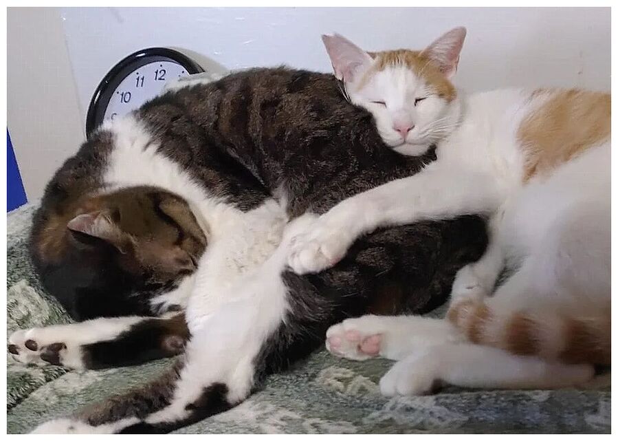 Chappy and Ichi