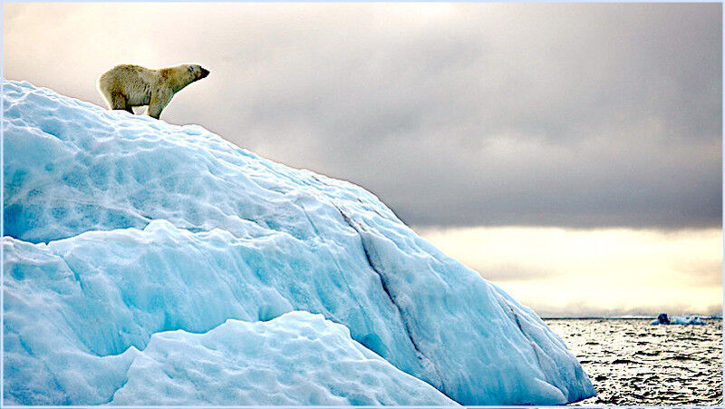 Click to enlarge Arctic polar bear