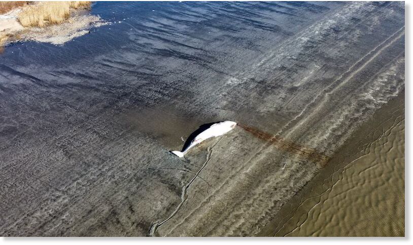 Click to enlarge Daniel Ritter from Ritter Dragonfly Dronography captured this image of a dead whale at 9 a.m. Sunday, March 2, 2025, at Pigeon Point, Delaware, just north of the Delaware Memorial Bridge