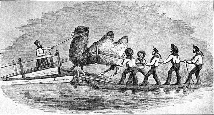 A two-humped Bactrian camel is loaded onto the USS Supply. Sailors were forced to modify the ship to carry these larger camels.