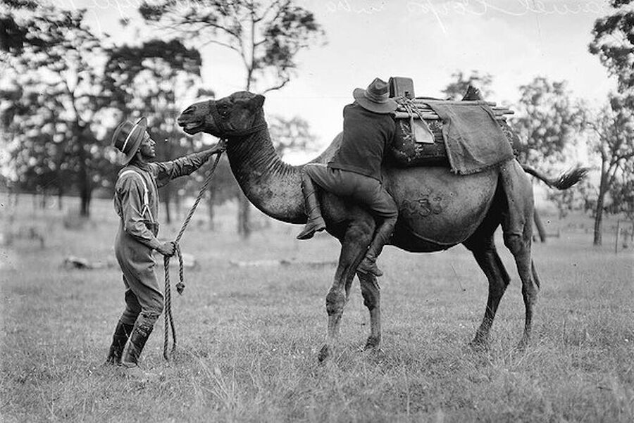 camel US cavalry