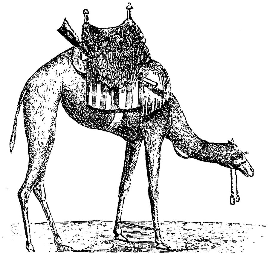us calvery camel corps