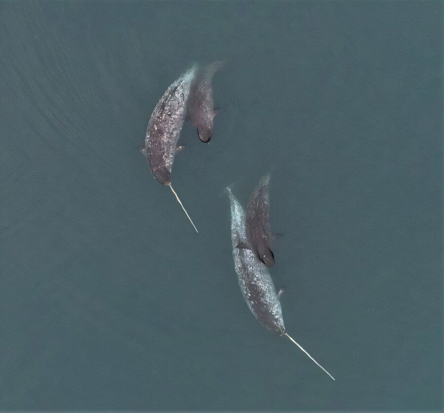 narwhale