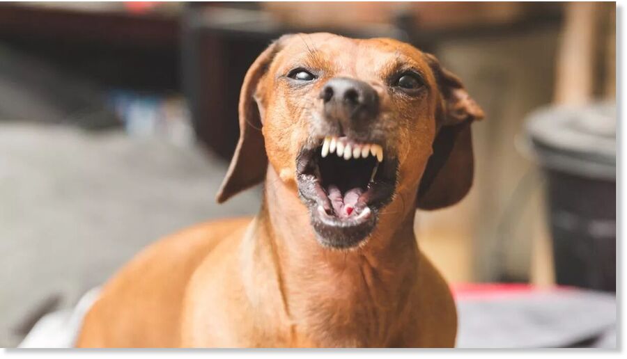 Click to enlarge Dachsunds may look cute, but they're actually bred for hunting and flushing out badgers