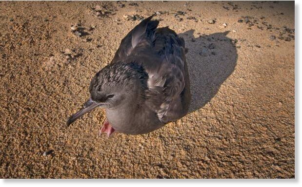 Click to enlarge ducky