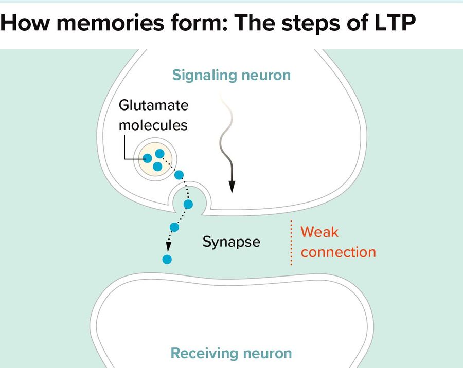 Click to enlarge neuron memory formation