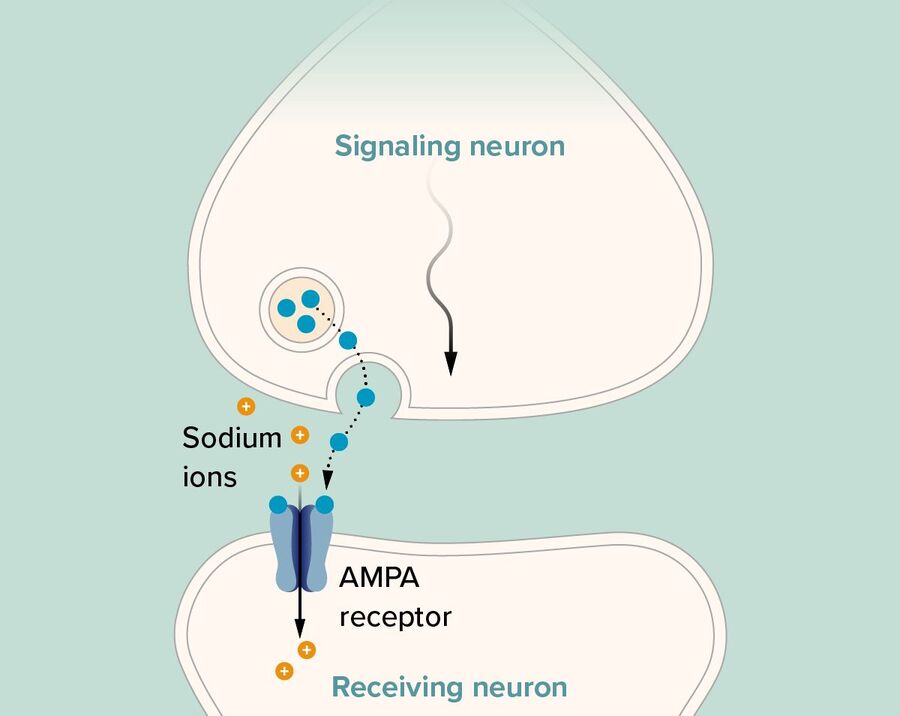 Click to enlarge neuron memory formation synapse