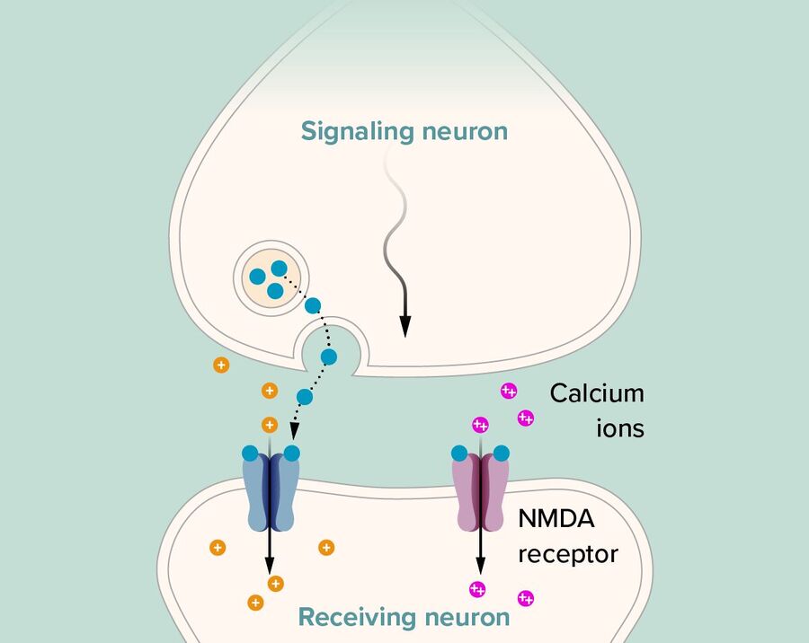 Click to enlarge neuron synapse memory formation