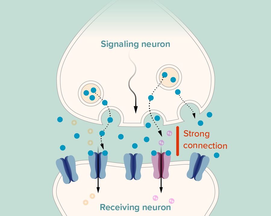 Click to enlarge neuron memory formation synapse