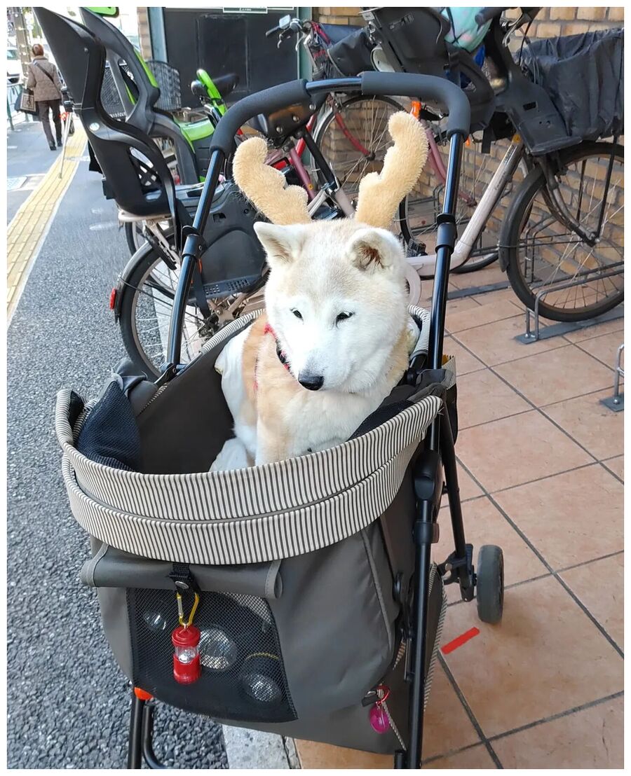Dog in Pram