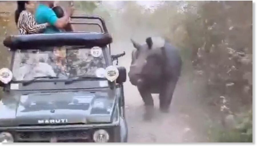 Terrifying moment tourists scream as rhino chases their safar