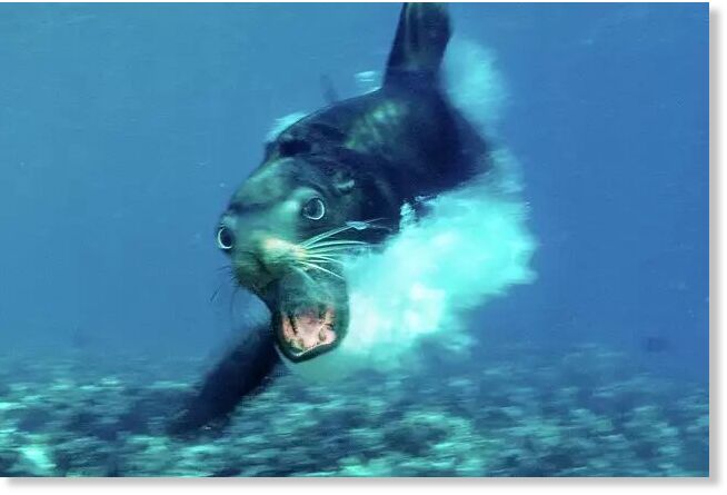 Click to enlarge FILE: A Californian sea lion, Zalophus californianus, Mexico, appears off the Sea of Cortez near Baja California.
