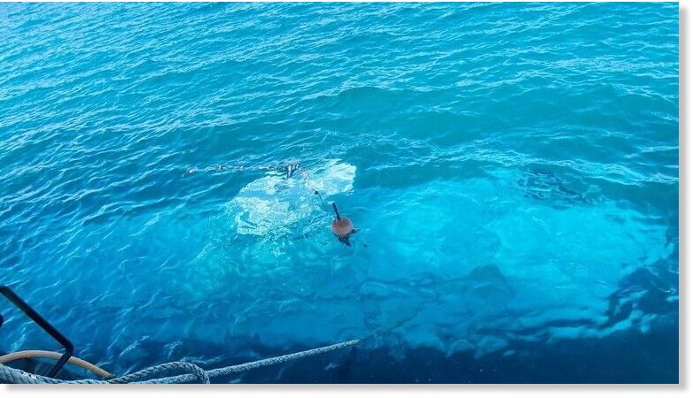 Click to enlarge turkey sinking