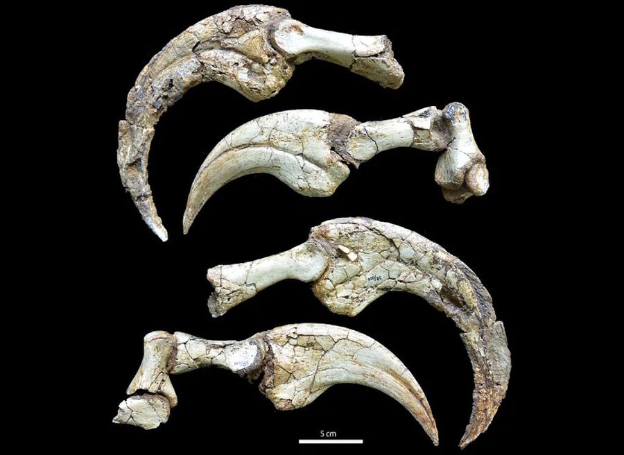 Click to enlarge dinosaur claws Duonychus tsogtbaatari