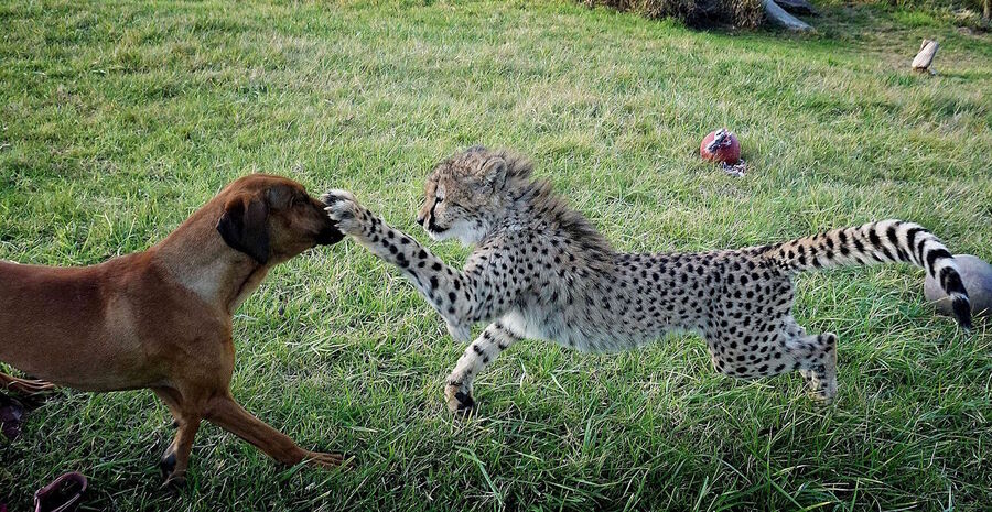 Click to enlarge ocelot and dog playing