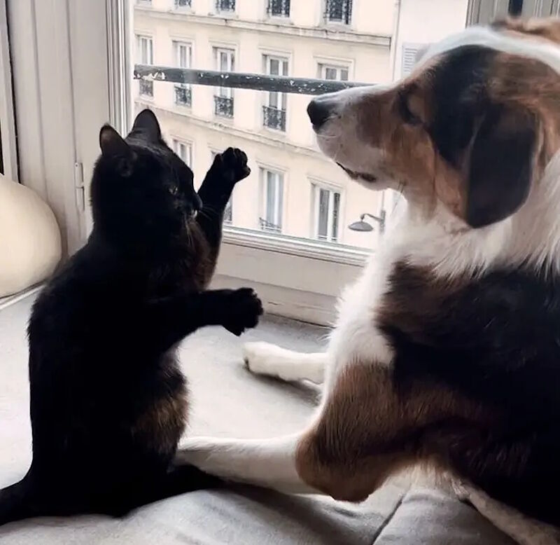 dog and cat playing