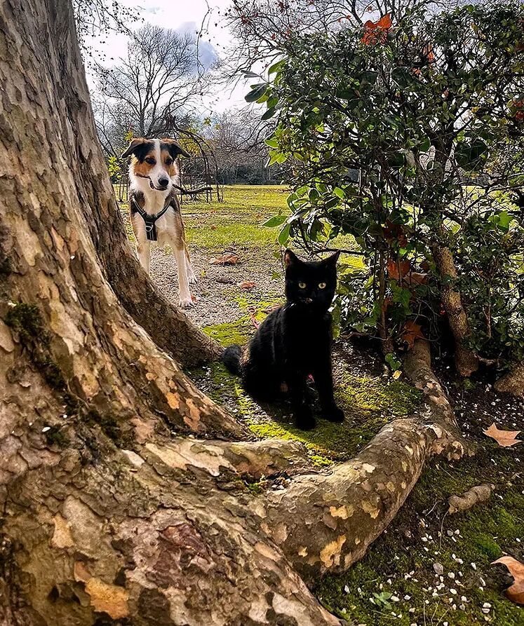 dog and cat play