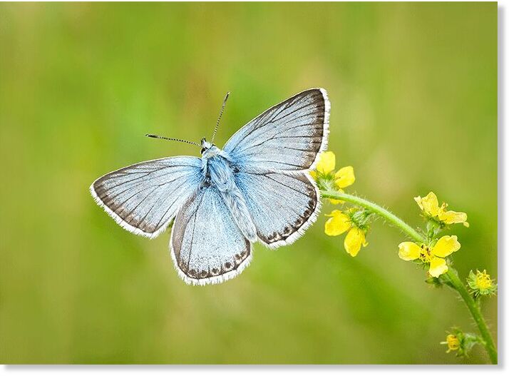 The Chalk Hill Blue had its worst year on record.