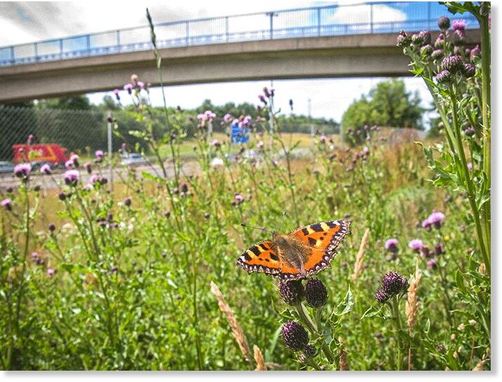 Click to enlarge The Small Tortoiseshell is now in significant long-term decline across the UK.