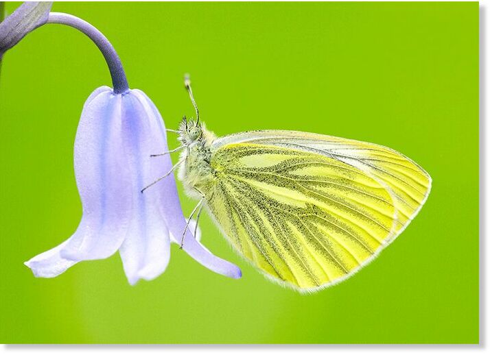 Click to enlarge Green-veined White