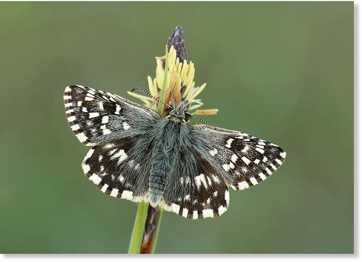 Click to enlarge Grizzled Skipper.