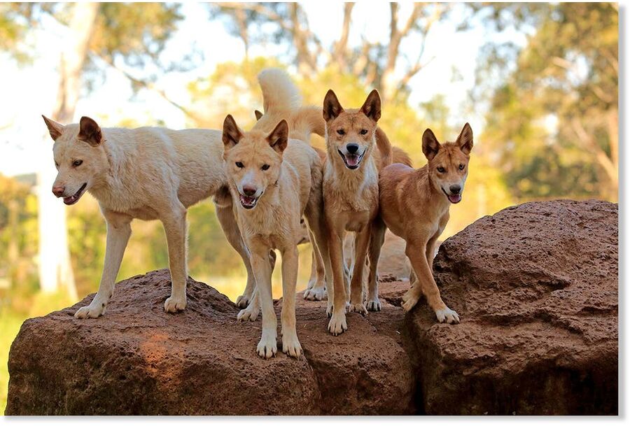Dingo (Canis lupus dingo) pack