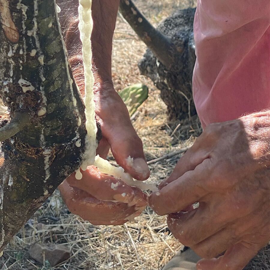 Click to enlarge sicily manna tree resin ancient food