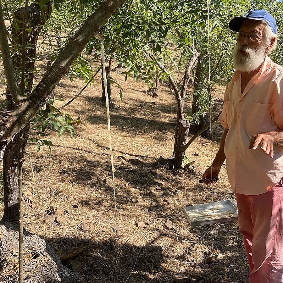 harvesting manna tree resin sicily
