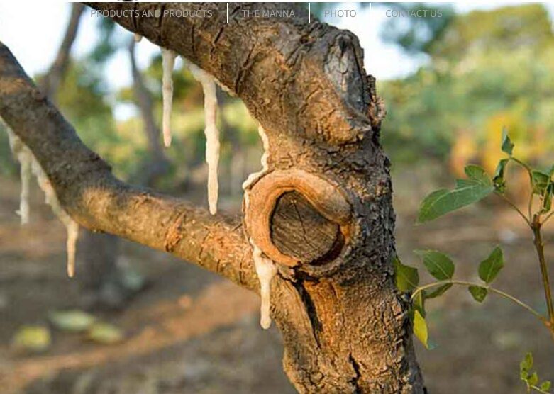 manna tree resin